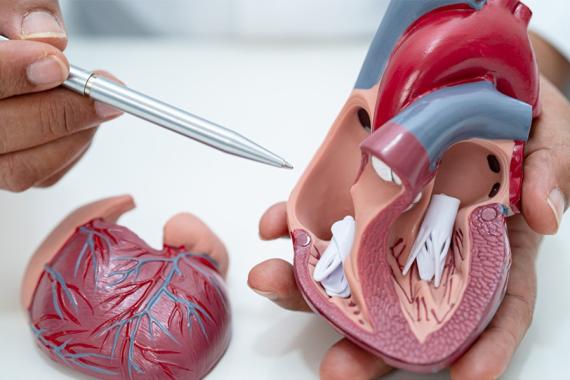 Someone holds a plastic model of a human heart showing the lower heart chambers in one hand and points to it with a pen in the other hand