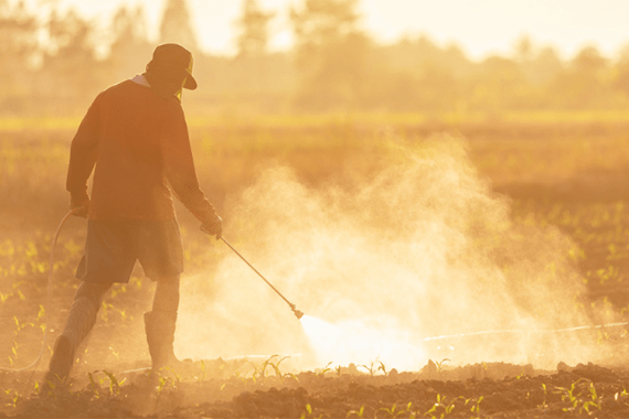 A masked field worker sprays pesticides on growing crops.