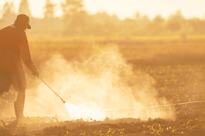 A masked field worker sprays pesticides on growing crops.